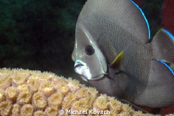 Intermediate Gray Angelfish swimming over Great Star Cora... by Michael Kovach 